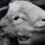 The Herdyfund Goes Charitable