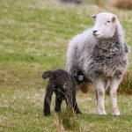 Herdwicks & The Fells