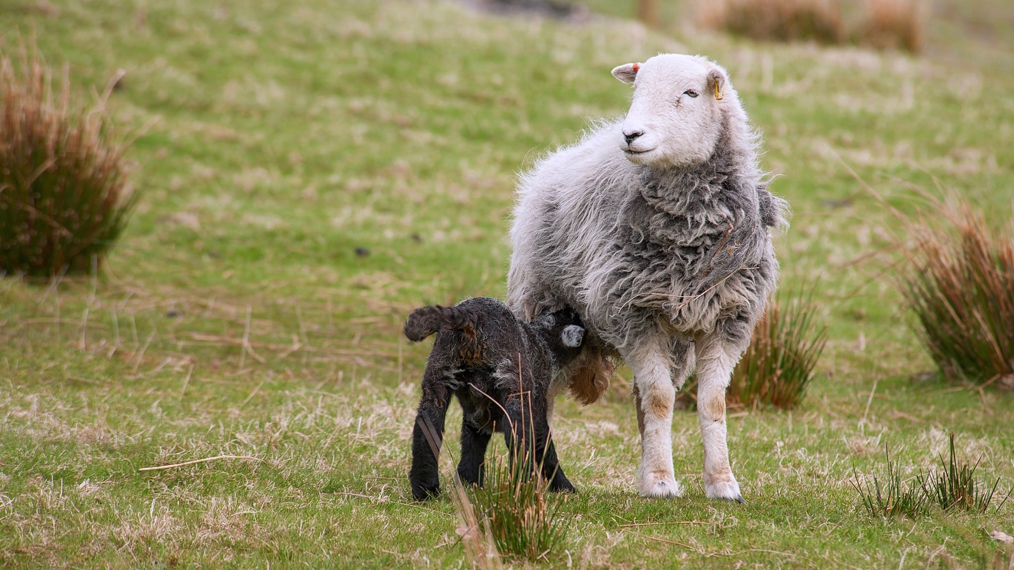 Herdwicks & The Fells