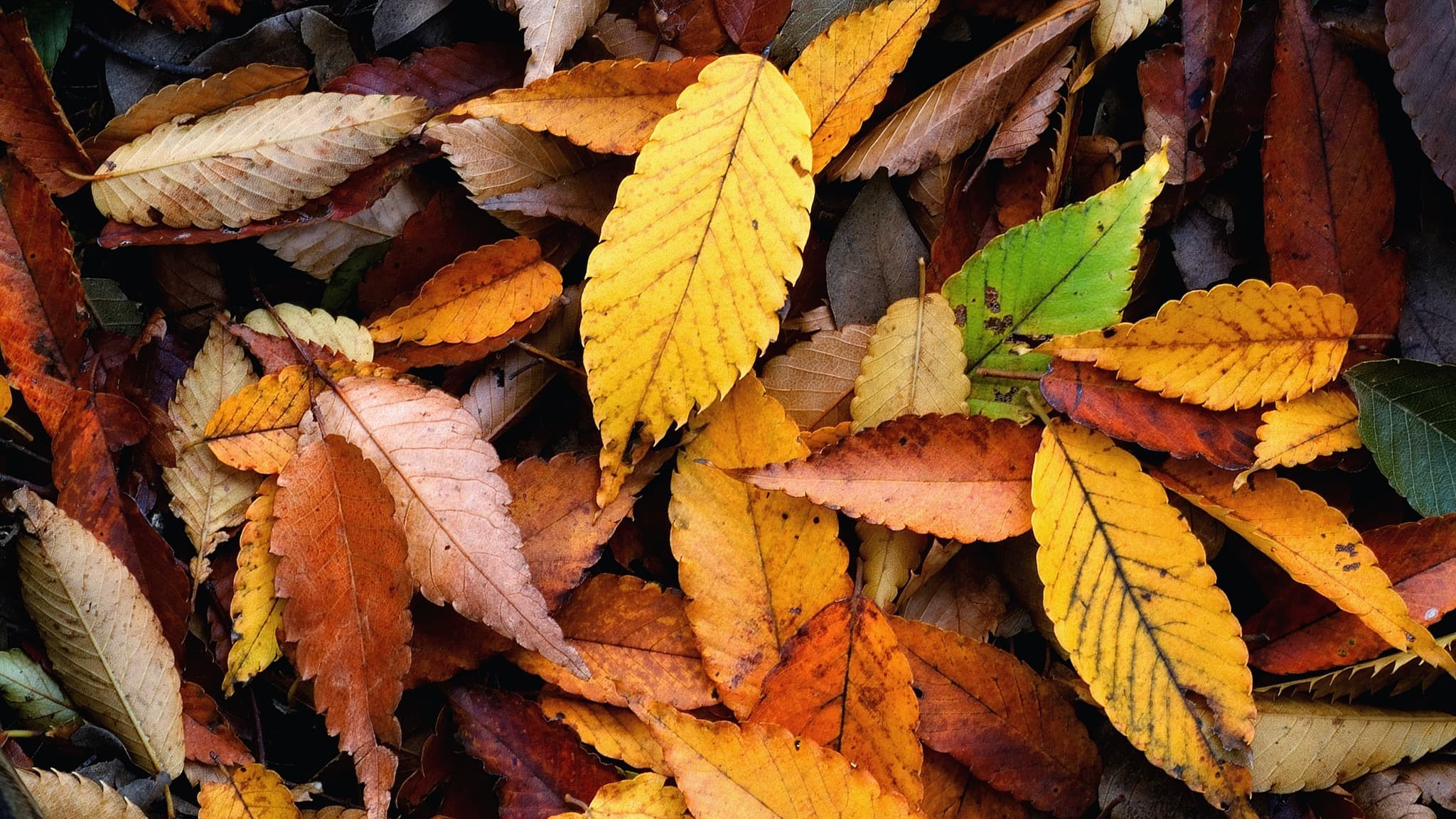 Quiet autumn walks can be enjoyed around Burn's Beck Moss Nature Reserve