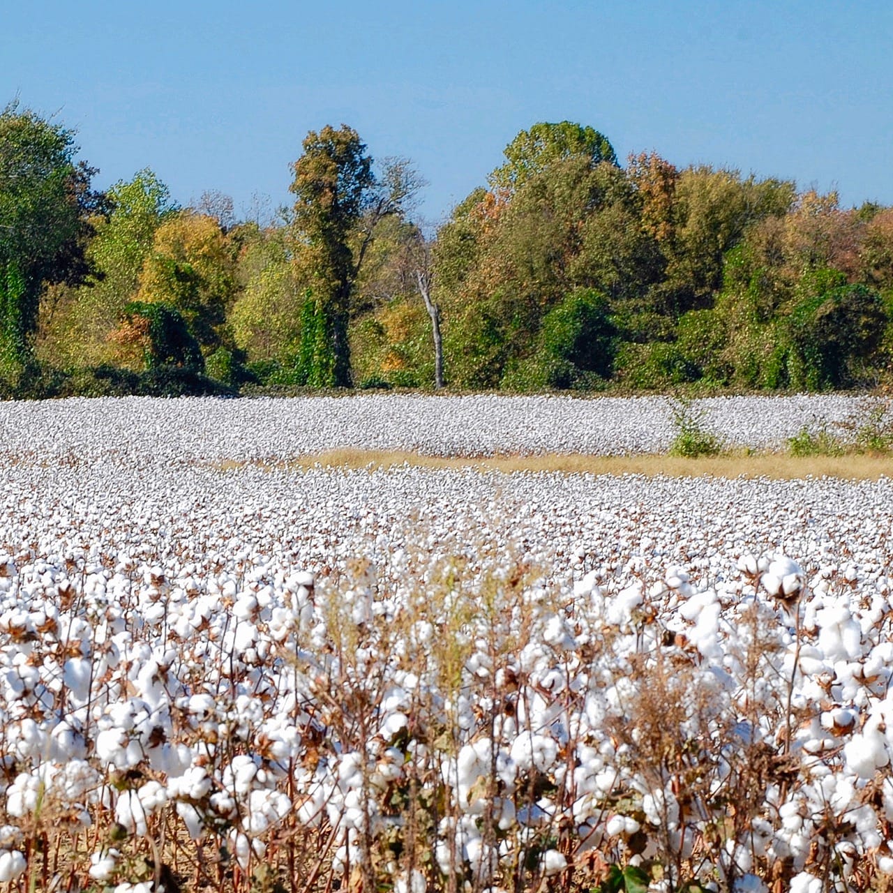 Cotton in West Tennessee, photo by Edgar Pierce (CC-BY-SA-2.0)