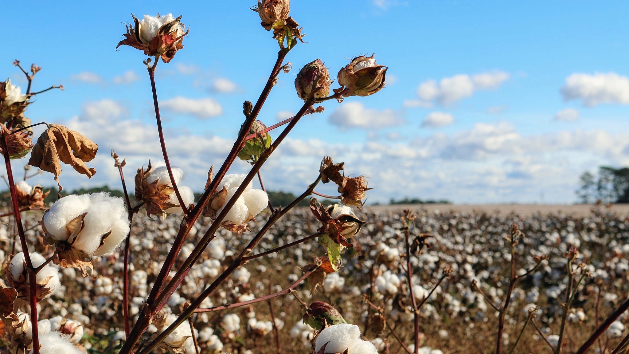 Cotton growing in field with blue skies above