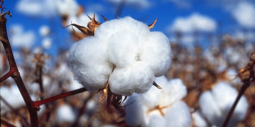 We Use GOTS Organic Cotton