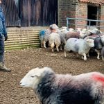 Christmas On A Herdwick Farm