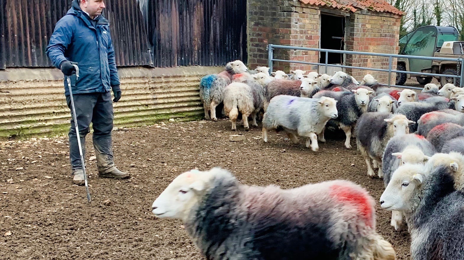 Christmas On A Herdwick Farm