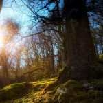 International Dawn Chorus Day