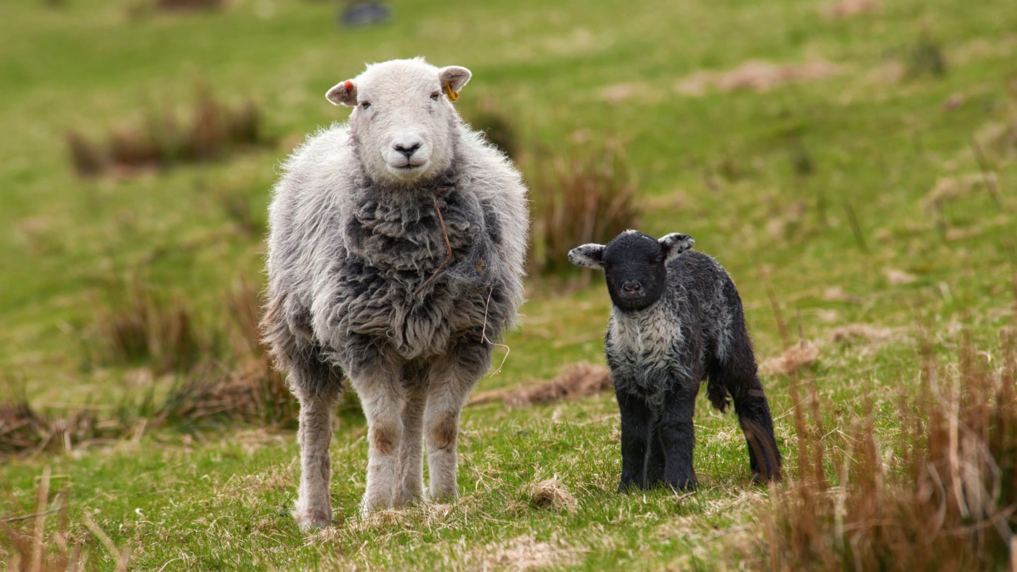 The Farming Year