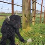 Herdwick Sheep Lambing Tips