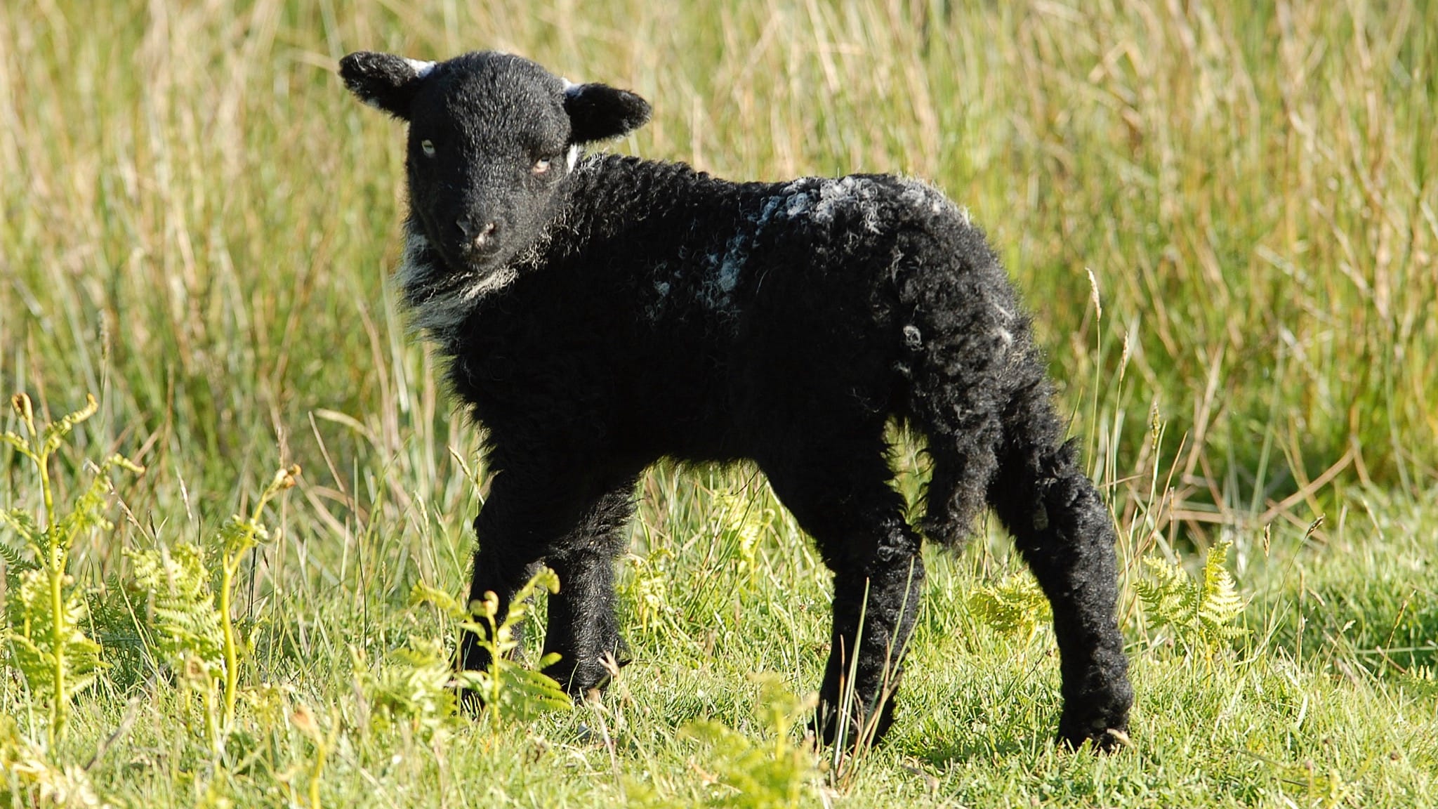 A real Herdwick lamb, with jet black fleece and tufts of white