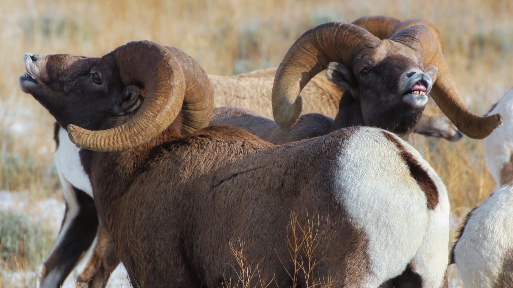 Another wool fact: wool garments help reduce body odour. Photo by USFWS Mountain-Prairie, licensed CC-by-2.0