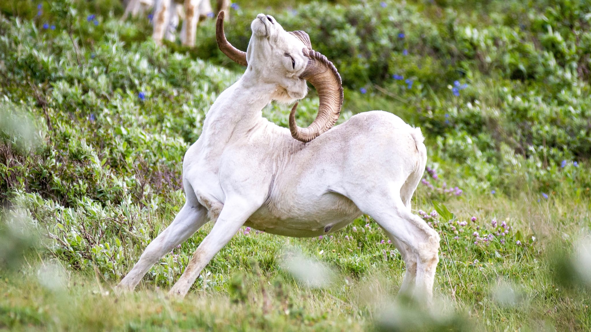 Wool Fact: you're probably not allergic to wool. Photo by Denali National Park and Preserve, licensed CC-by-2.0