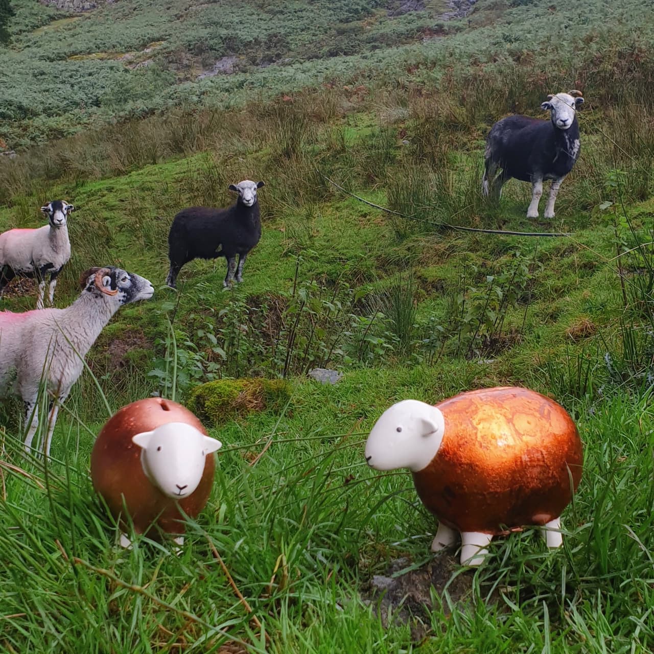 Herdwick sheep looking a little bemused in the presence of the two Copper Herdys