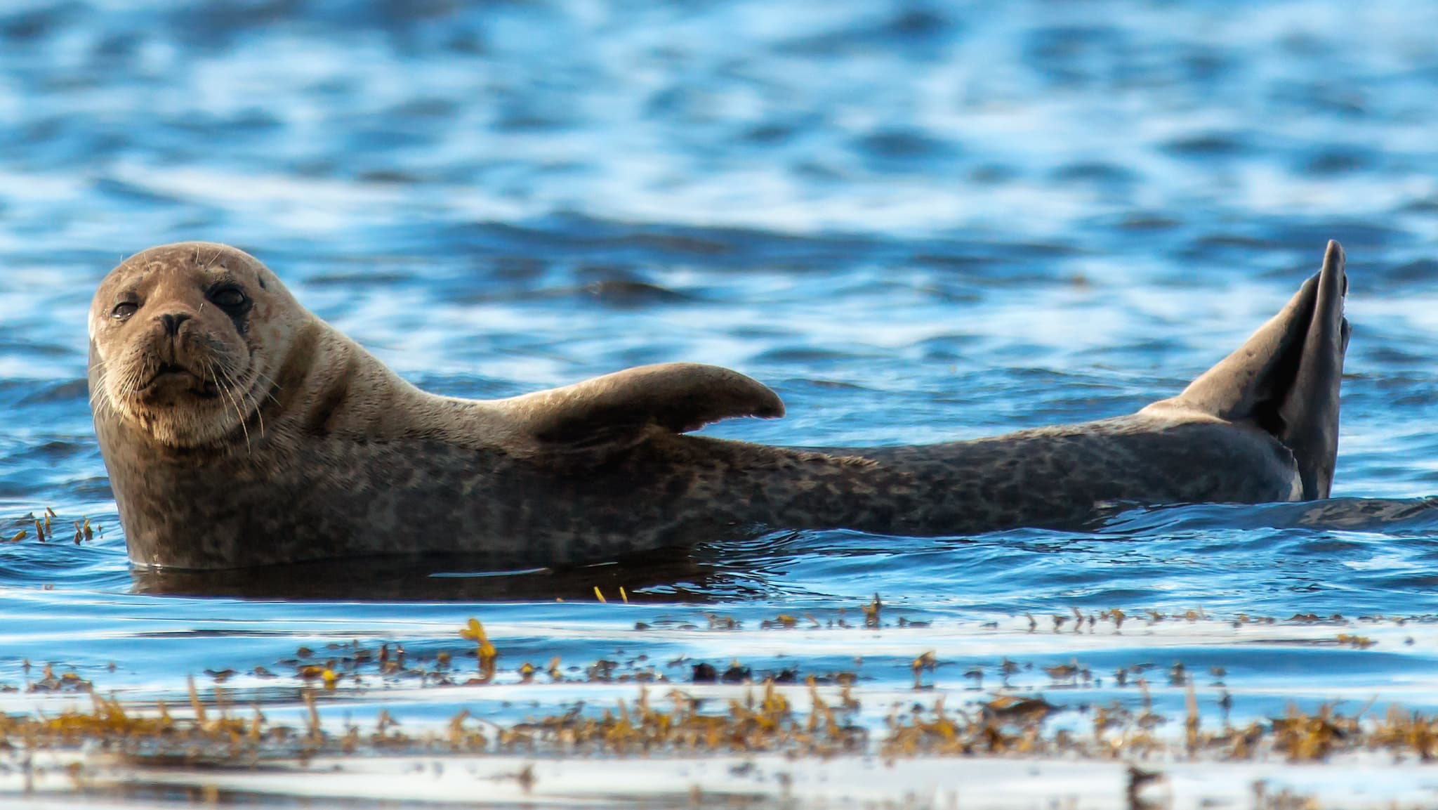 South Walney Nature Reserve is home to Cumbria's only colony of Grey Seals