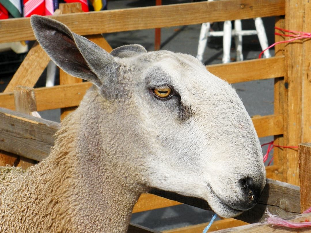 Bluefaced Leicester sheep at Masham Sheep Fair, September 2010, photo by Jane Cooper Orkney (CC-BY-SA-4.0)