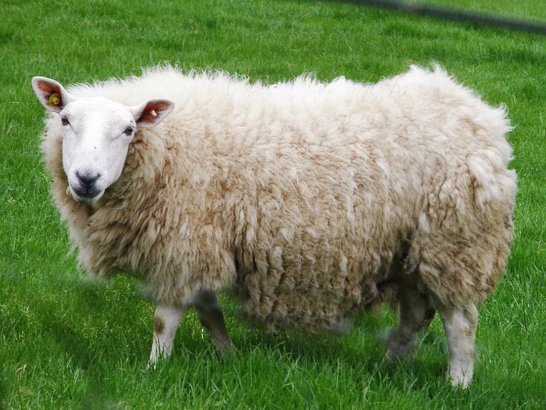 Cheviot sheep, photo by Amanda Slater (CC-BY-SA-2.0)