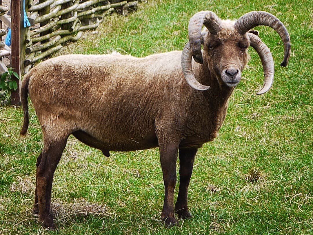 Photo of a four horned Manx Loaghtan sheep, photo by geni (licensed GFDL CC-BY-SA)