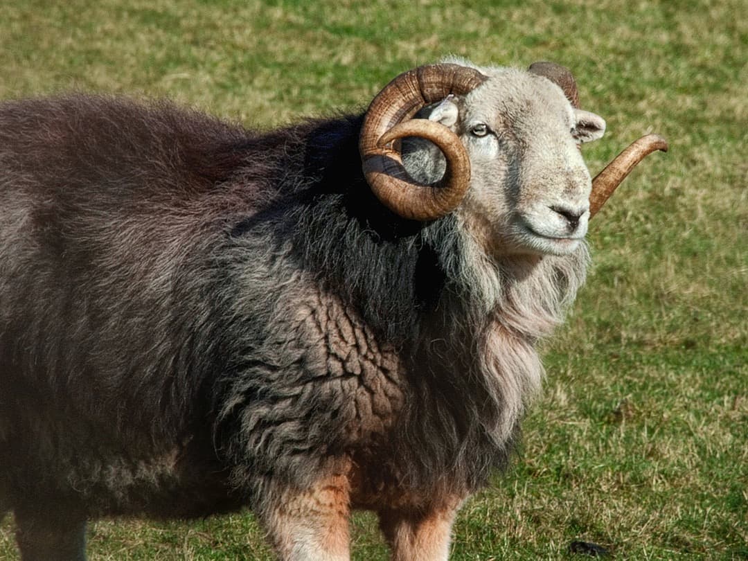 A handsome Herdwick tup in the sunshine.