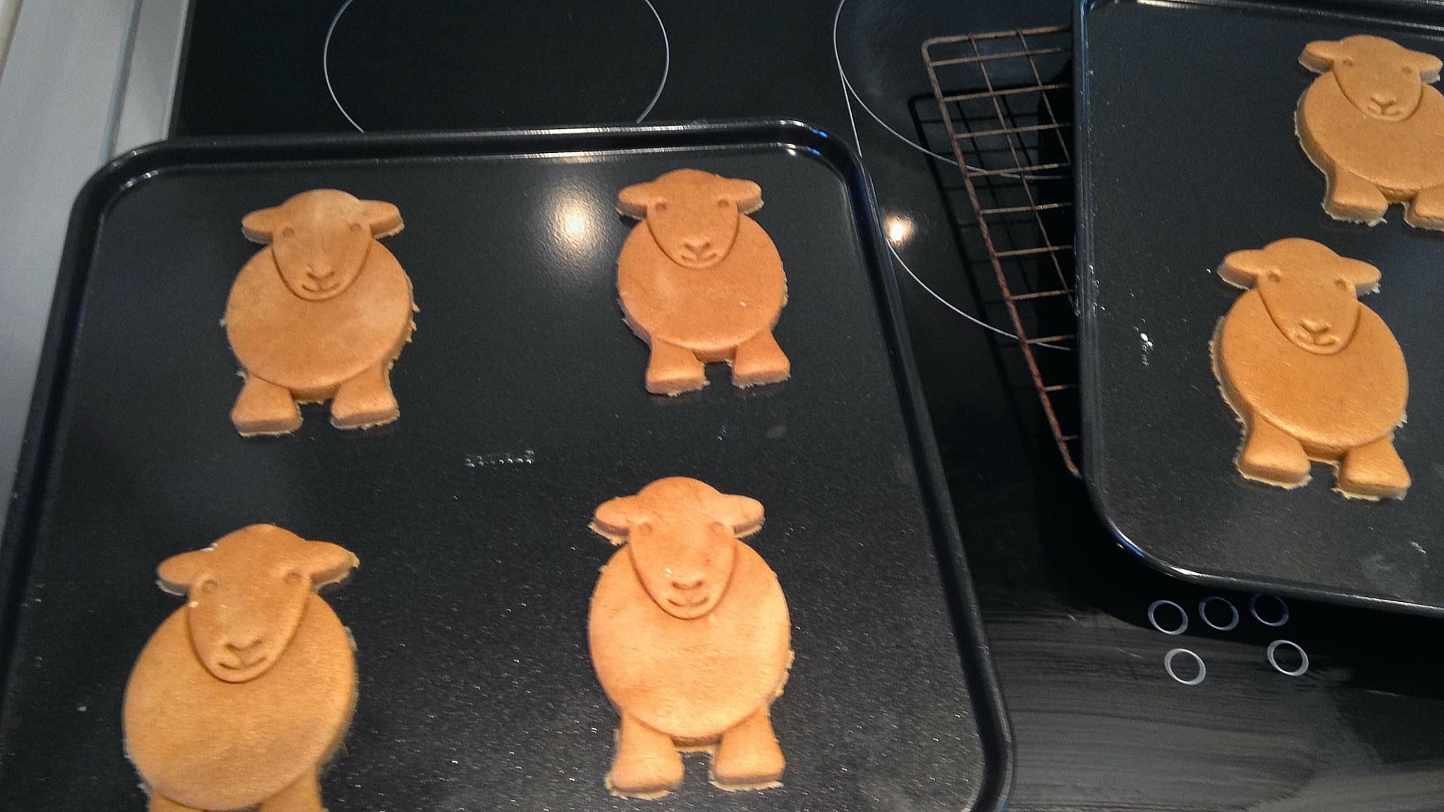 Prepping our Herdy Christmas gingerbread cookies on a baking tray