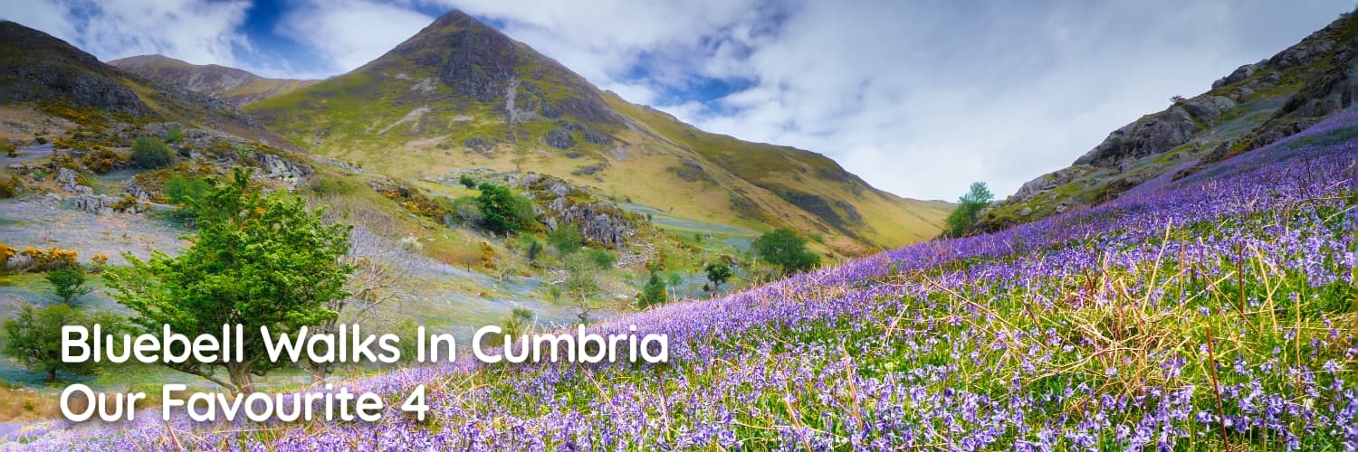 Four Bluebell Walks In Cumbria