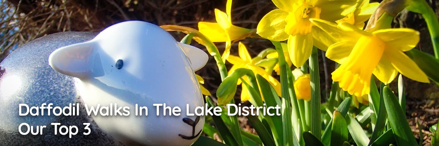 Our top 3 Daffodil walks in the Lake District