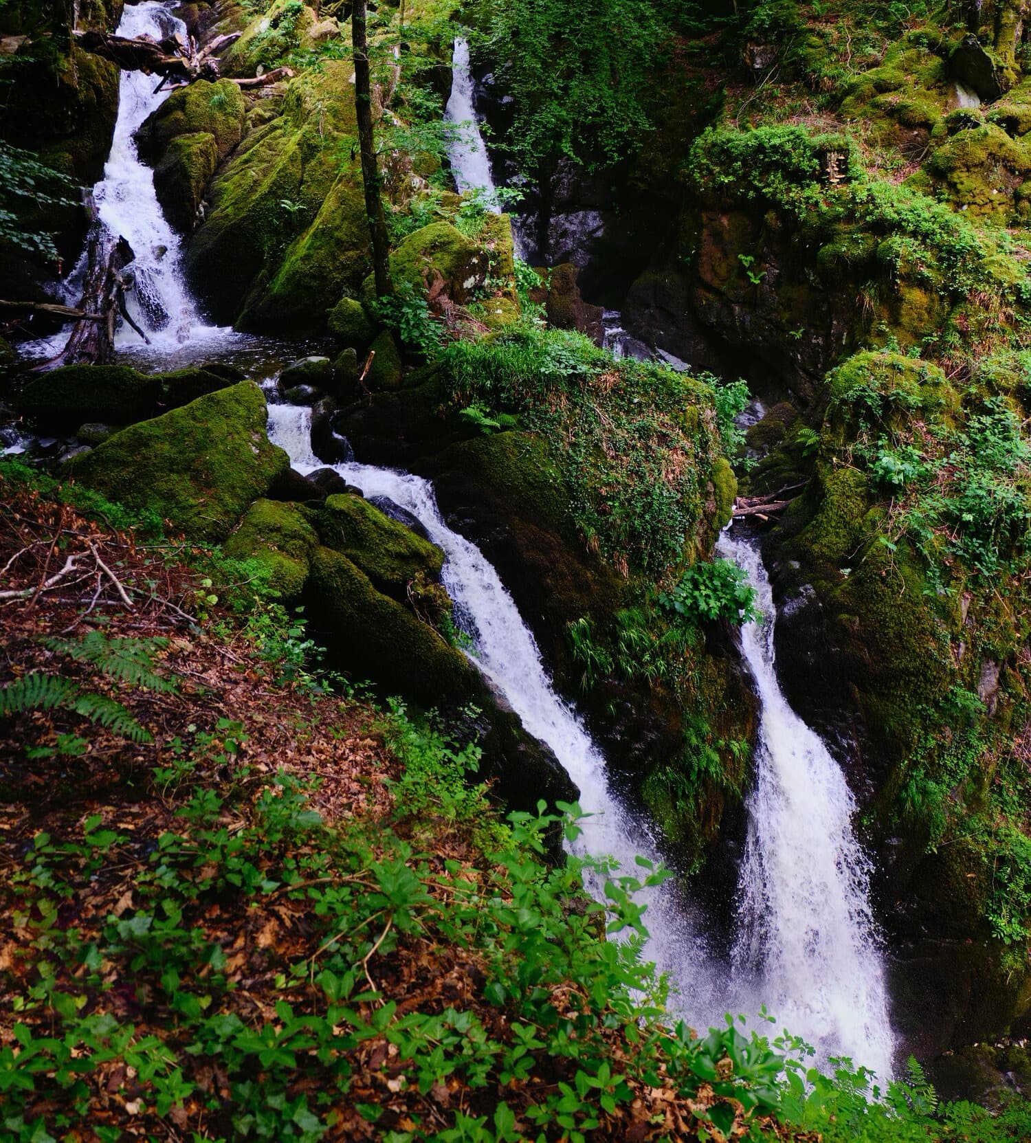 Ghyll Force Lake District