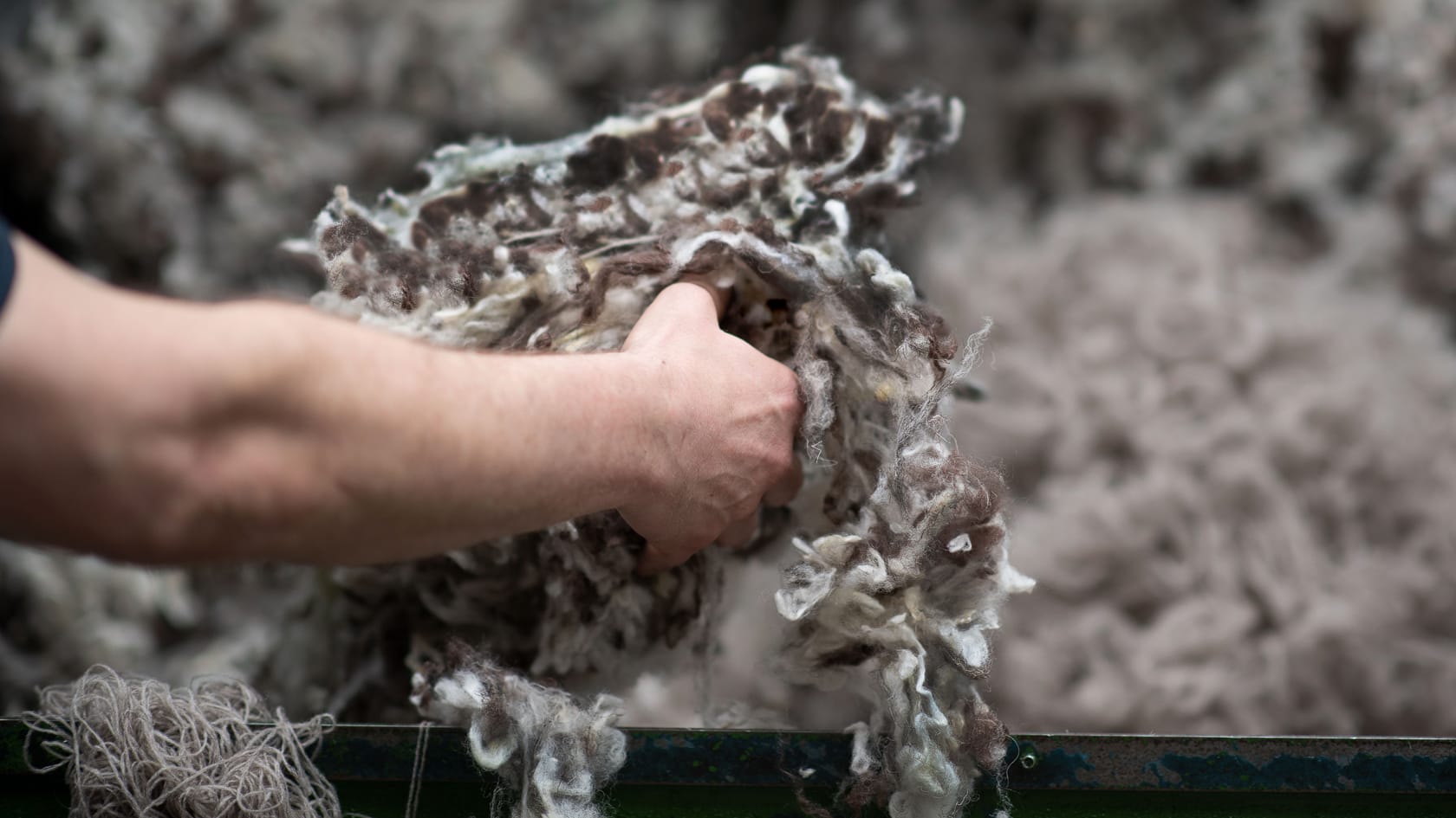 Our cleaned Herdwick wool blend gets put into the machines ready for processing