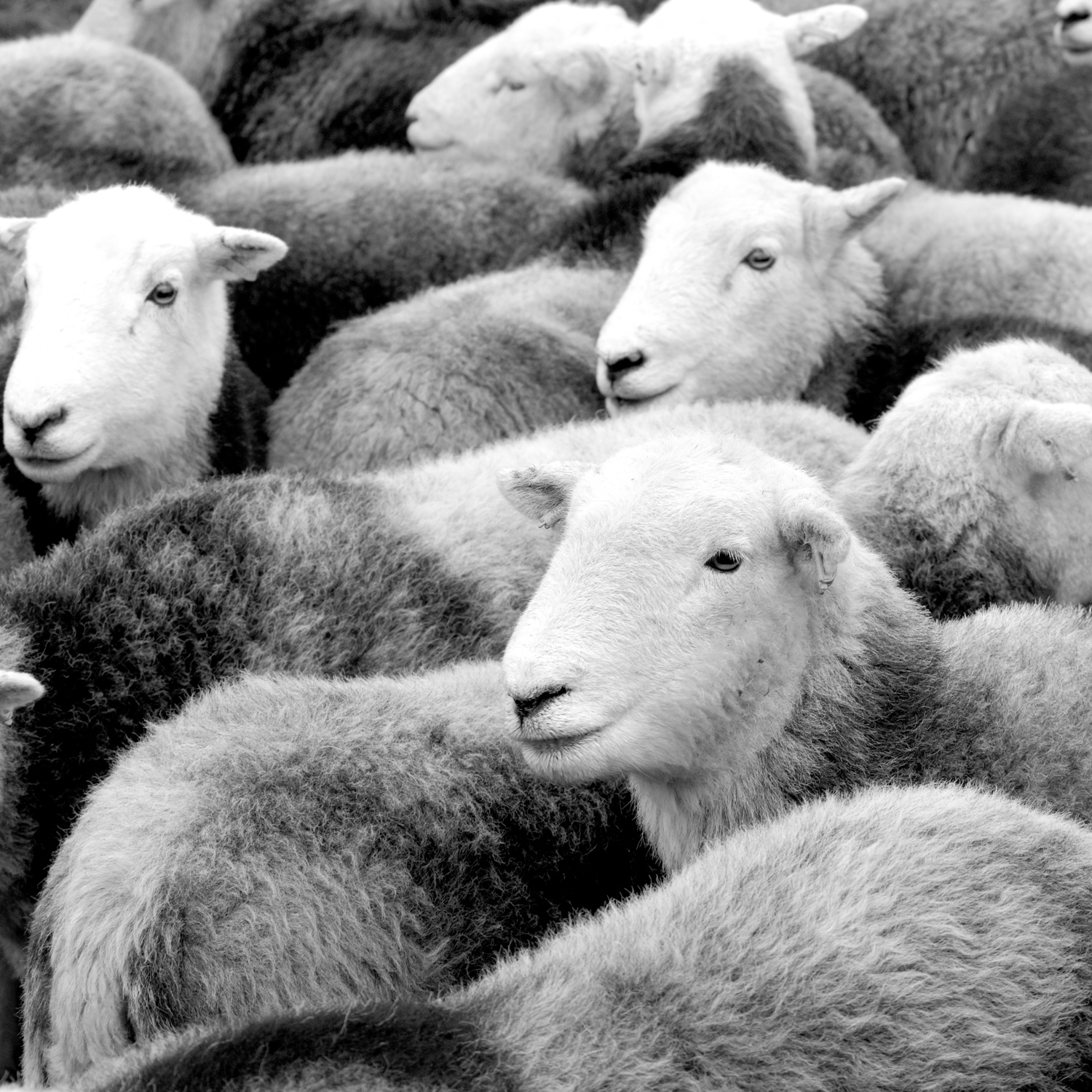 A flock of Herdwick sheep in the Lake District