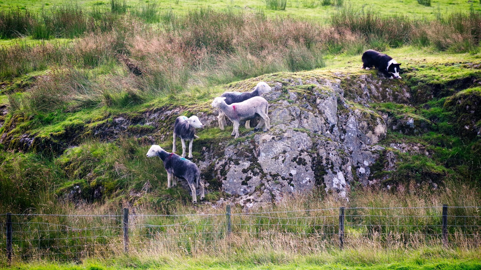 Herdwick sheep being herded by a sheep dog in the Lake District