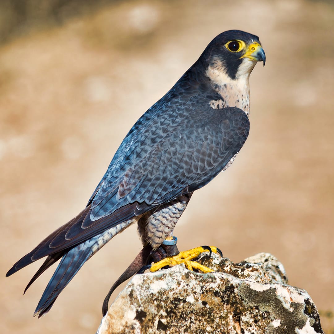 The Peregrine Falcon (Falco Peregrinus), which can be found flying around Helvellyn. Photo by Carlos Delgado, licensed CC-by-SA-4.0