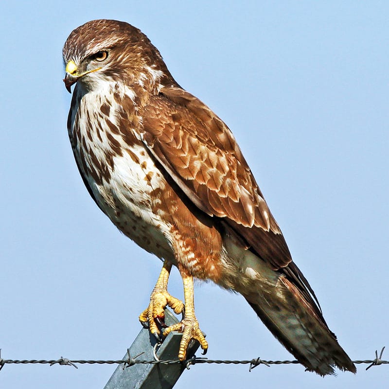 The magnificent Buzzard (buteo buteo). Photo by Björn Strey, licensed CC-by-SA-2.0.