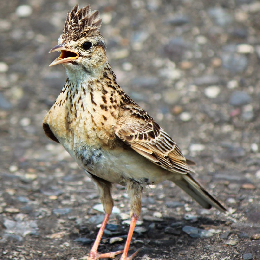 A frequent Helvellyn visitor, the Eurasian Skylark (alauda avensis). Photo by Alpsdake, licensed CC-by-SA-3.0