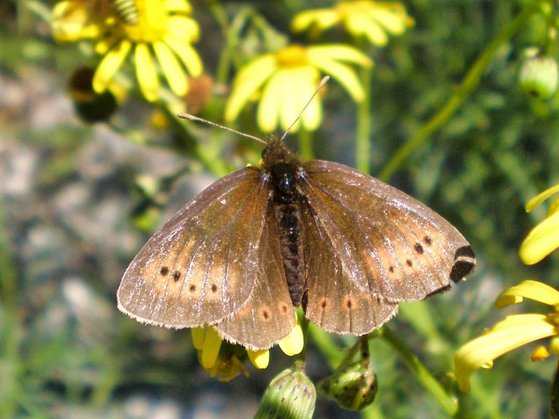 A Small Mountain Ringlet butterfly, the only alpine species in Britain. Photo by Joan Carles Hinojosa Galisteo, licensed CC-by-SA-3.0