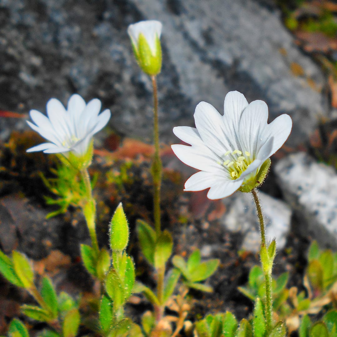 Alpine mouse-ear (Cerastium alpinum). Photo by Salicyna, licensed CC-by-SA-4.0.