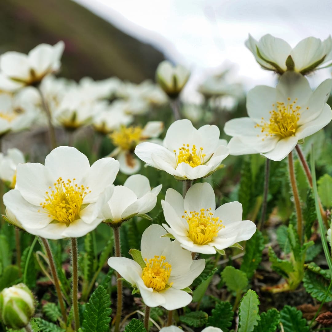 Mountain avens (Dryas Octopetala). Photo by xulescu_g, licensed CC-by-SA-2.0.