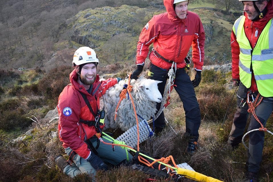 A Herdwick sheep being rescued by Lake District Mountain Rescue