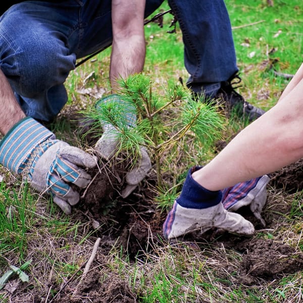 Tree planting. Photo by Alex Indigo, licensed CC-2.0