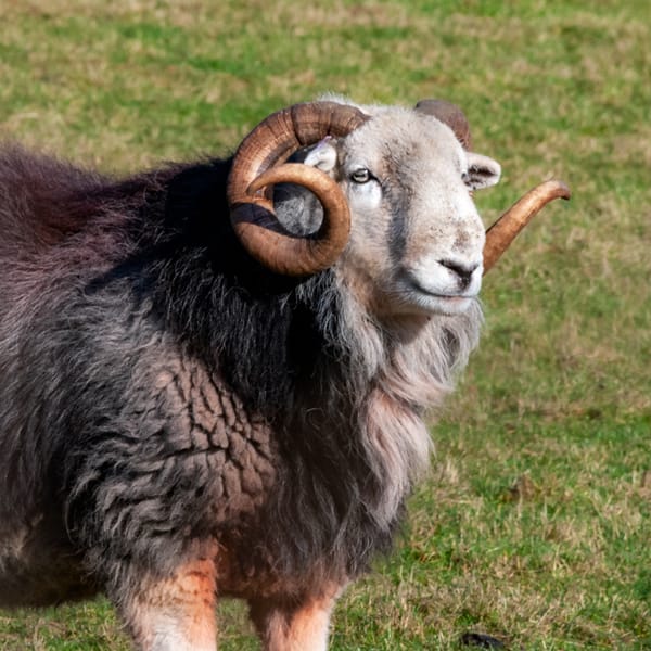 A Herdwick ram with giant horns and a full fleece on a farm in The Lake District