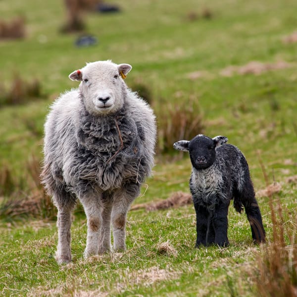 Herdwick ewe and lamb smiling in the Lake District