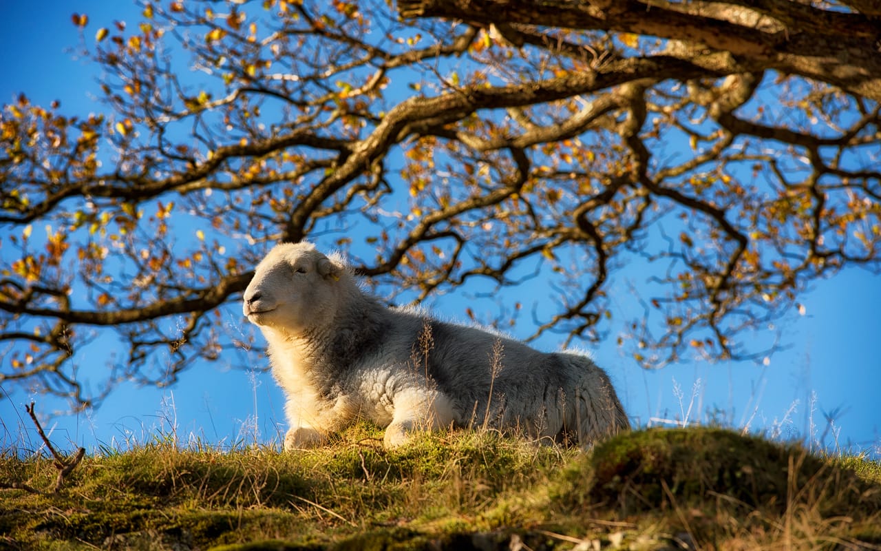 A Herdwick sheep enjoying the sunshine on an Autumnal afternoon