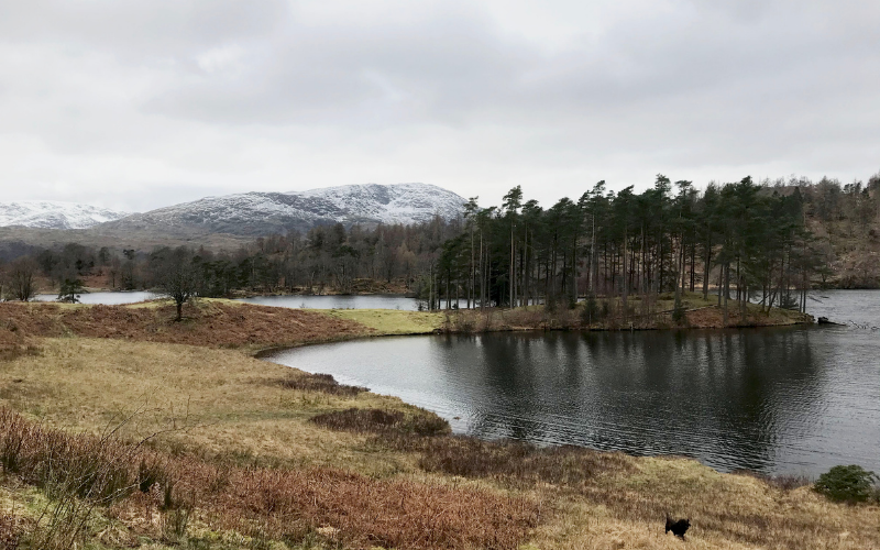 Tarn Hows, Lake District, in the winter months. Snow can be seen on the mountains in the distance.