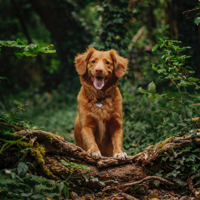 Dog walks in the Lake District: Ginger coloured spaniel puppy, smiling, stood on a log