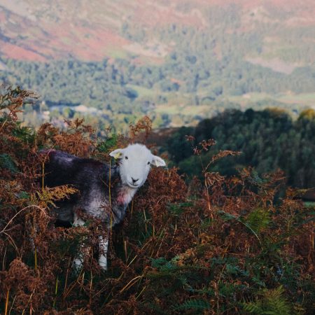 Herdwick.IanC.2