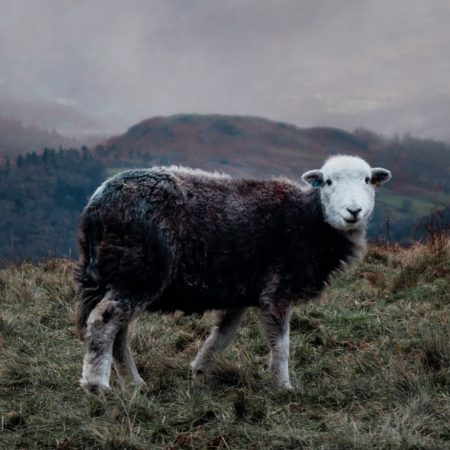 Herdwick:Sophie.Grieve-williamspsd