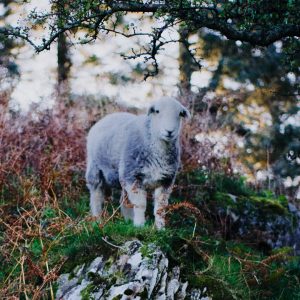 Our Top 5 Winter Walks For Herdwick-Spotting