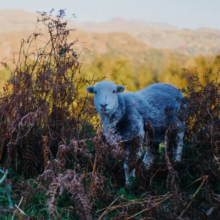 Ian.C.Herdwick pic