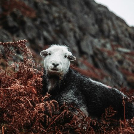 Herdwick Sheep on the fell side in the Lake District