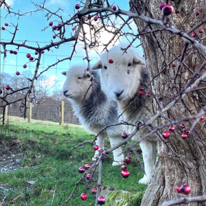 two Herdwick sheep peeping behind a berry tree in the winter