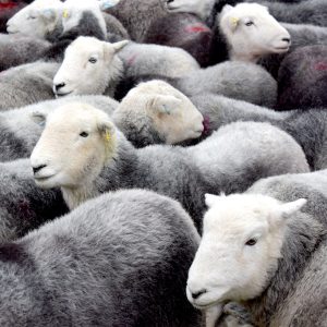 The Great Herdwick Gather: A Timeless Tradition