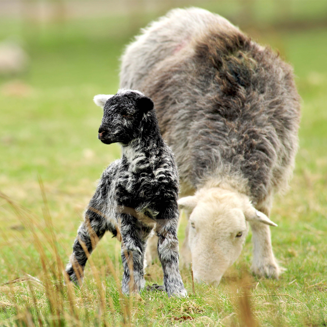 a black and white Herdwick lamb stood next to it's Mother