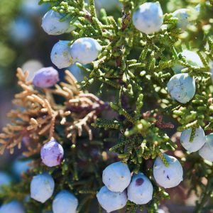 Scents Inspired by the Lake District